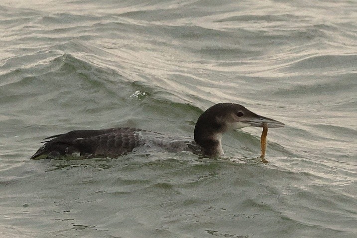 IJsduiker (Zuidpier Ijmuiden). Foto van Harry Vos.